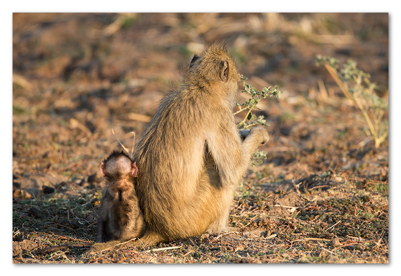 South Luangwa national park flatdogs (20)