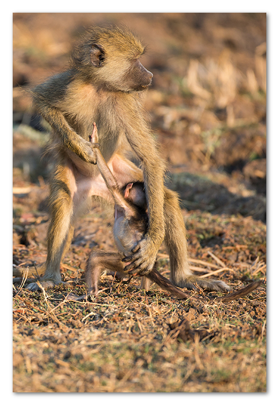 South Luangwa national park flatdogs (19)