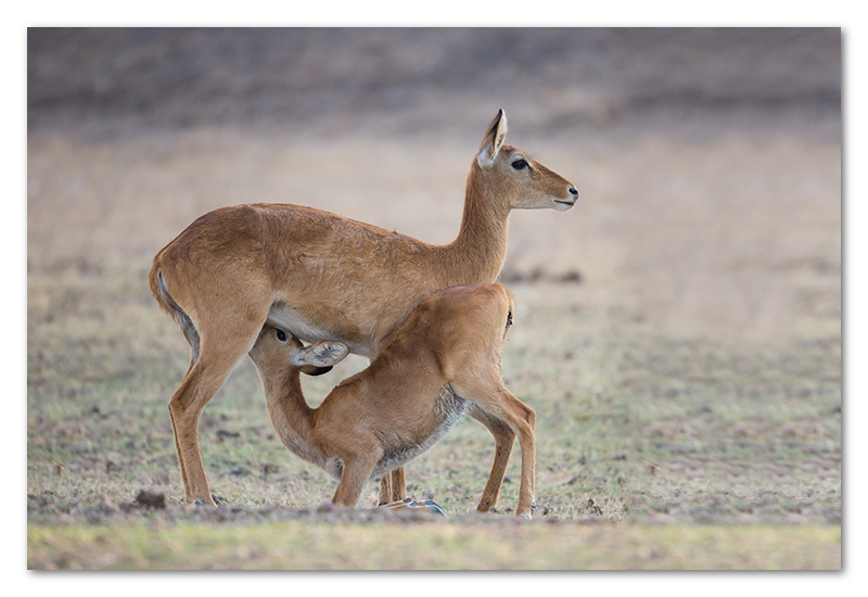 South Luangwa national park flatdogs (18)