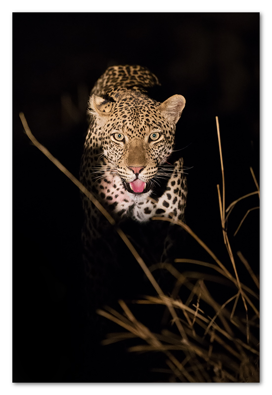 South Luangwa Leopard