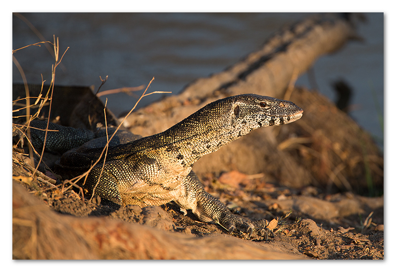 South Luangwa national park flatdogs (16)