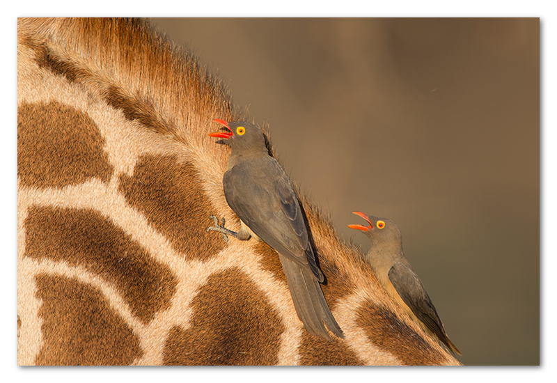 South Luangwa national park flatdogs (15)