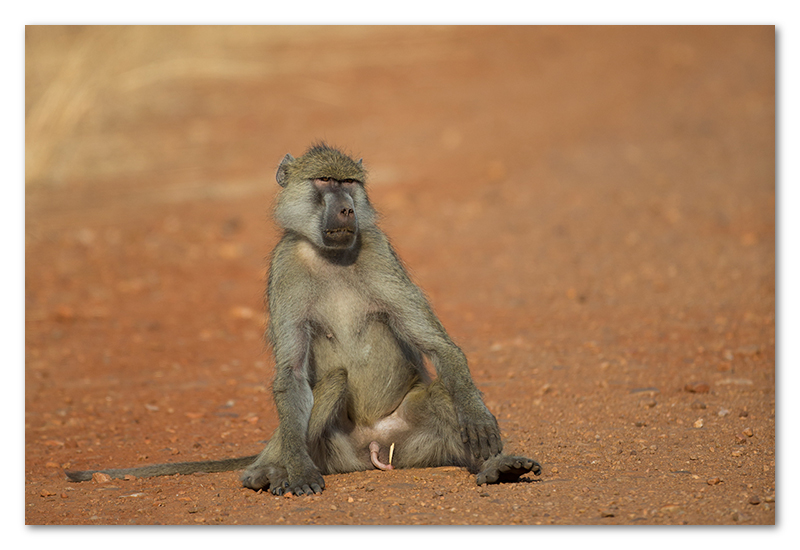 South Luangwa national park flatdogs (14)