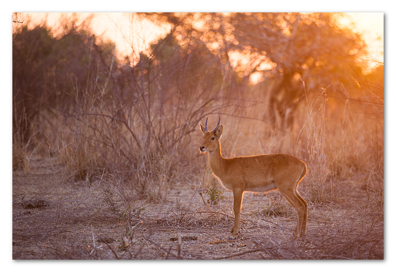 South Luangwa national park flatdogs (13)