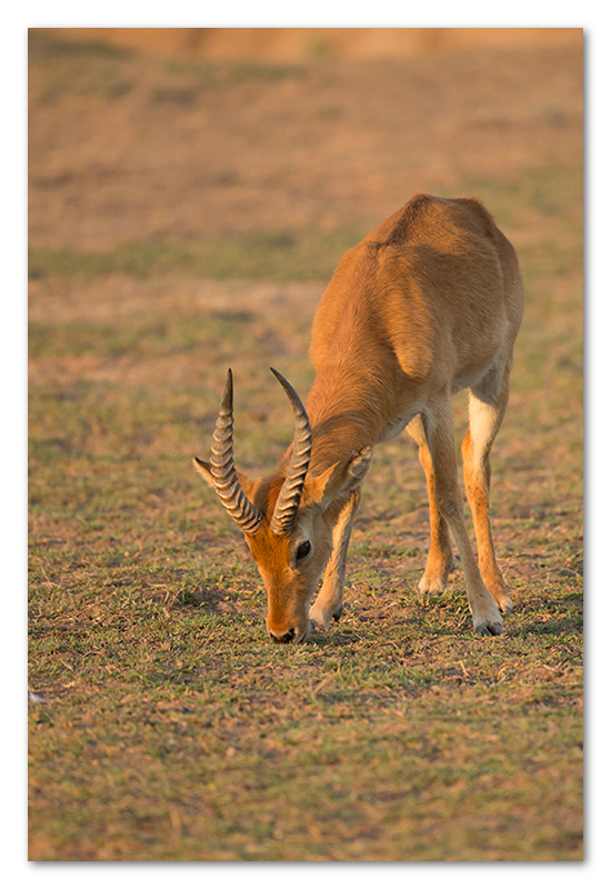 South Luangwa national park flatdogs (9)