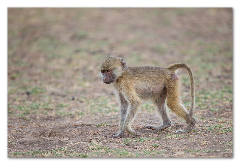 South Luangwa national park flatdogs (8)