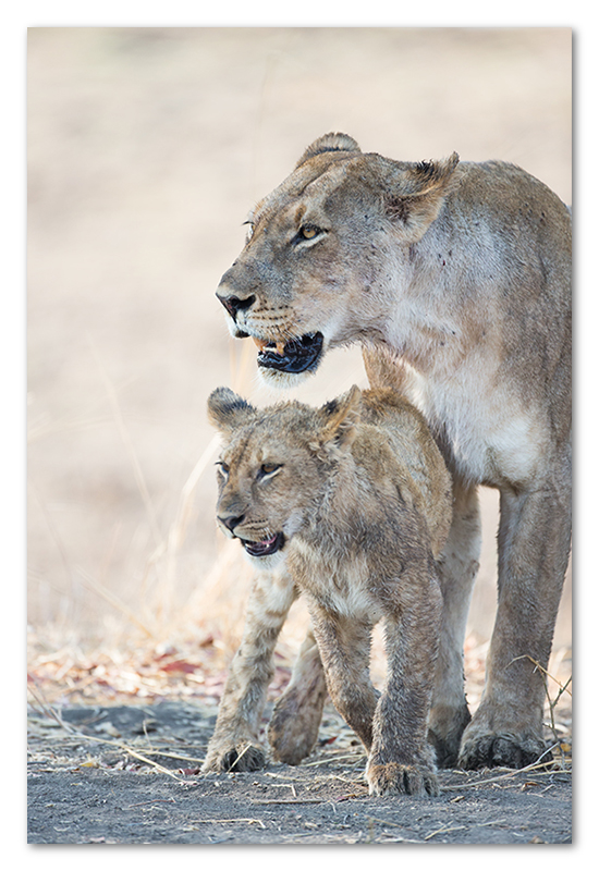 South Luangwa national park flatdogs (6)