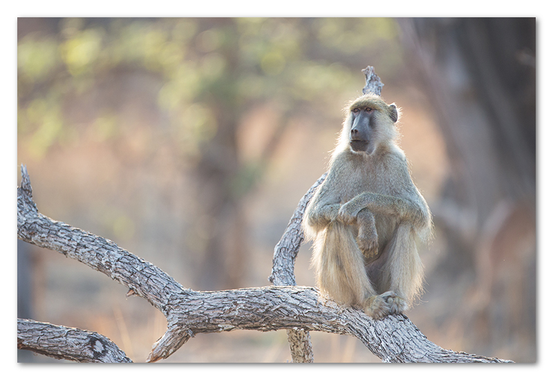 South Luangwa national park flatdogs (3)