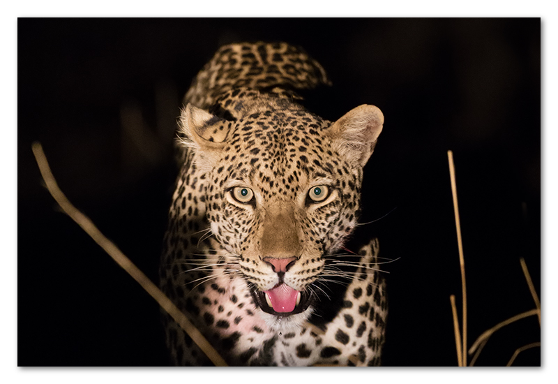 South Luangwa leopard spotlight