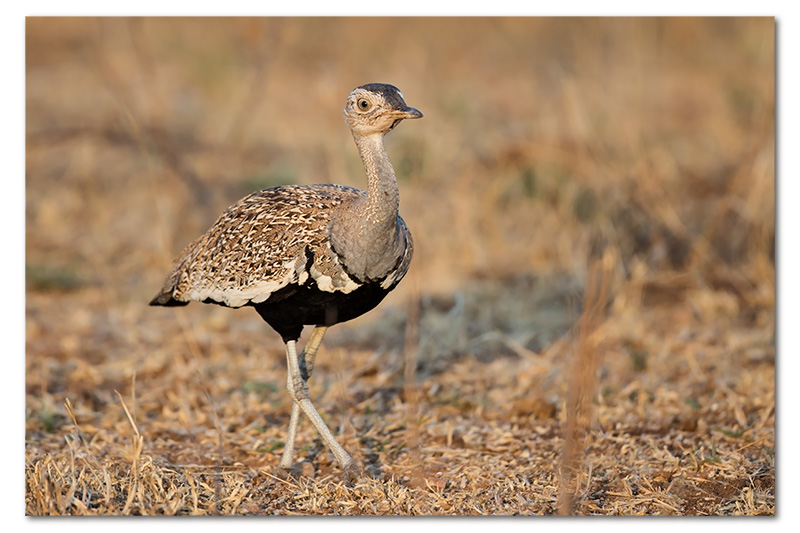 red crested korhaan in bushveld