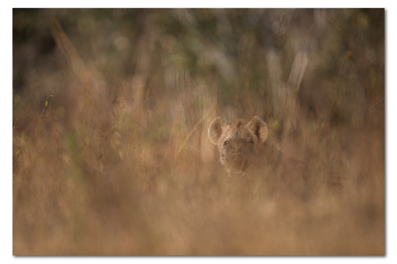 Hyena in tall grass