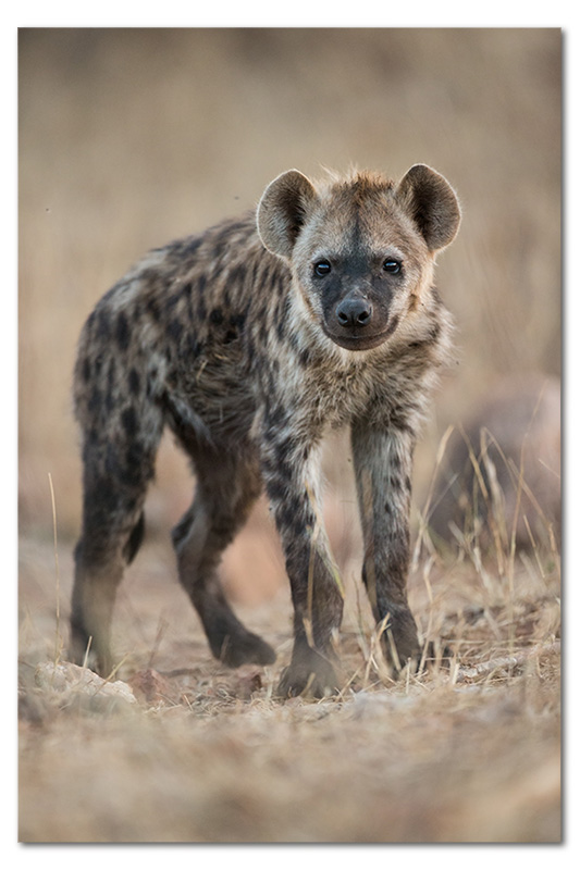 hyena pup in klaserie