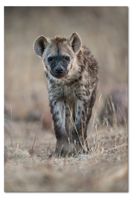 Hyena pup