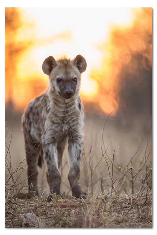 hyena pup backlit suset