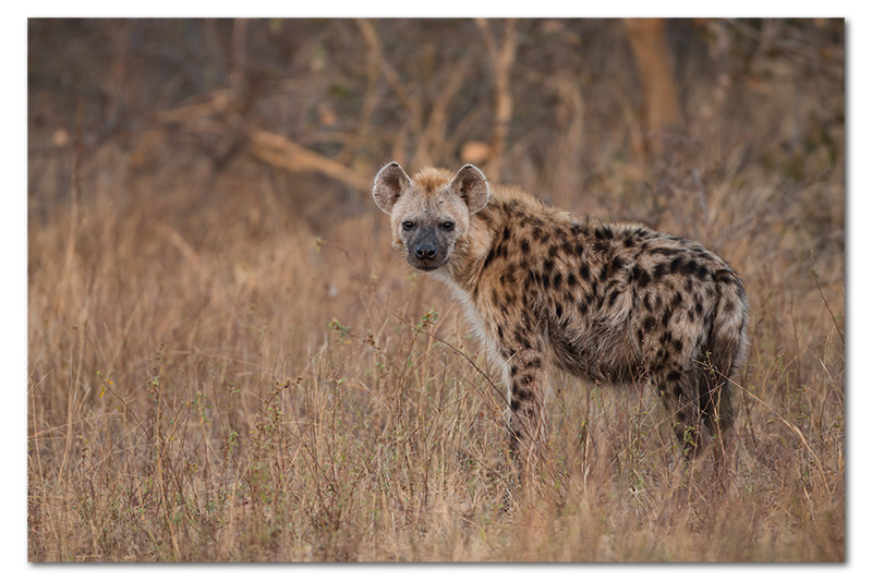 hyena mom near den