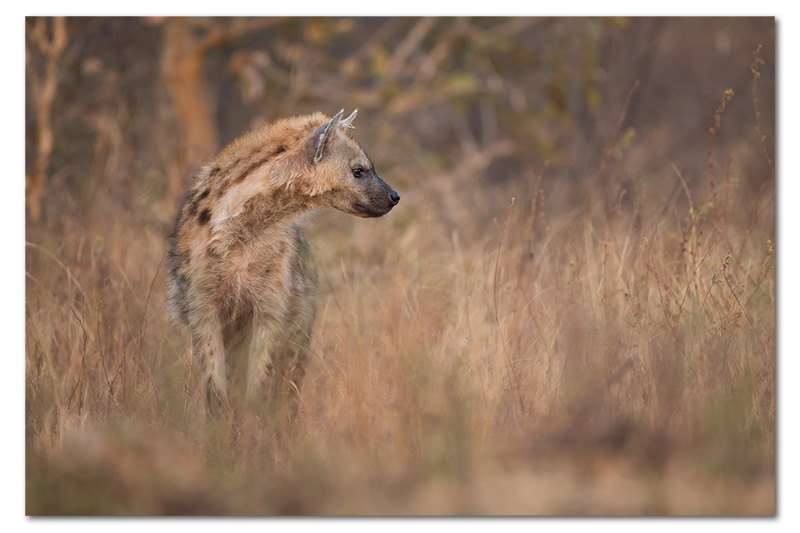 hyena mom looking at pups