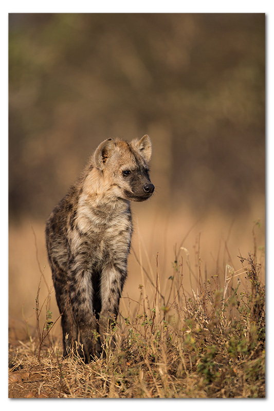 hyena pup in soft light