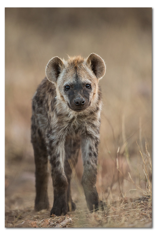 hyena pup