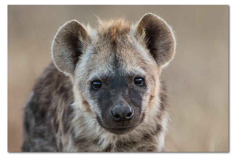 hyena pup headshot