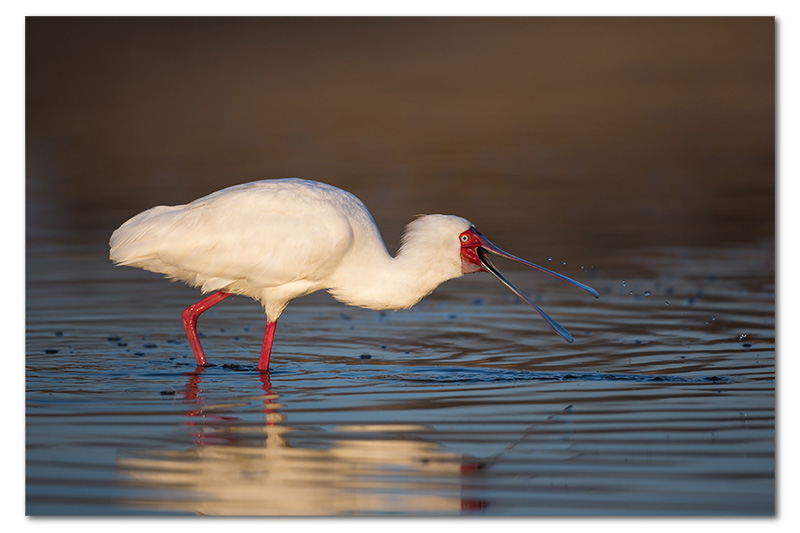 African Spoonbill