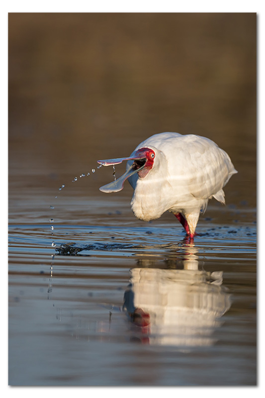 African spoonbill eating insects feeding