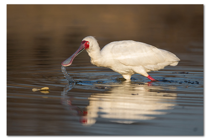 African spoonbill in waterhole