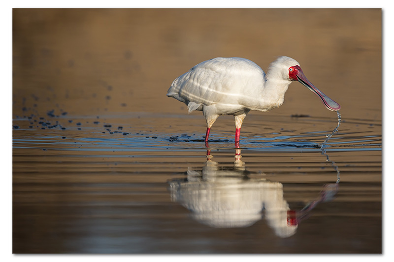 African spoonbill in waterhole