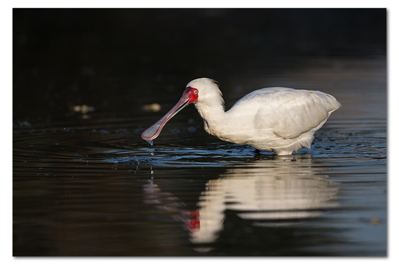 african spoonbill