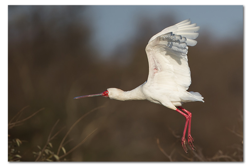 African spoonbil taking off