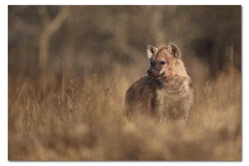 bloody faced hyena pup