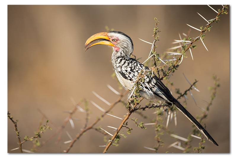 yellow billed hornbill