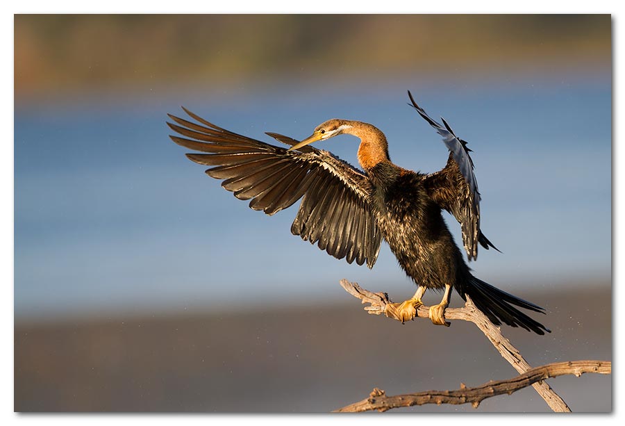 African-Darter-Landing