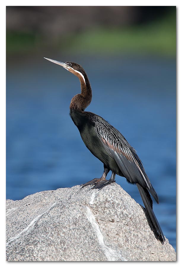 African-Darter