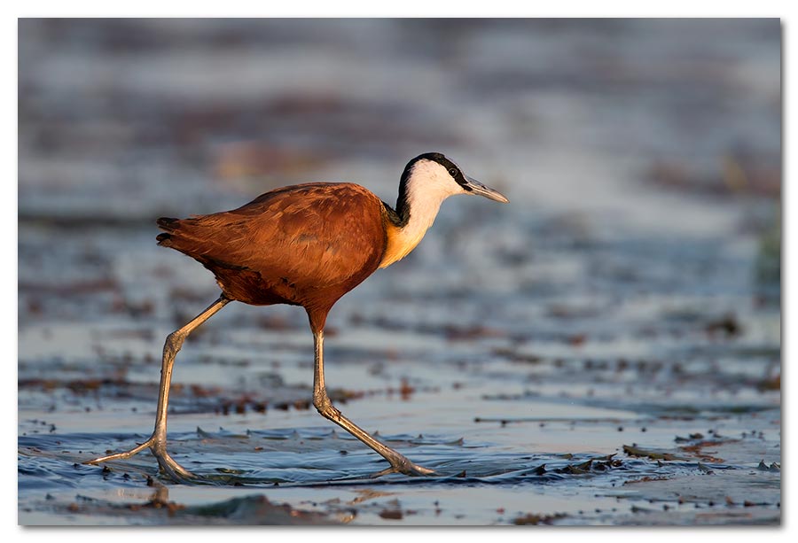 African-Jacana