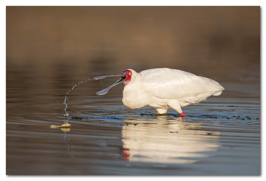 African-Spoonbill