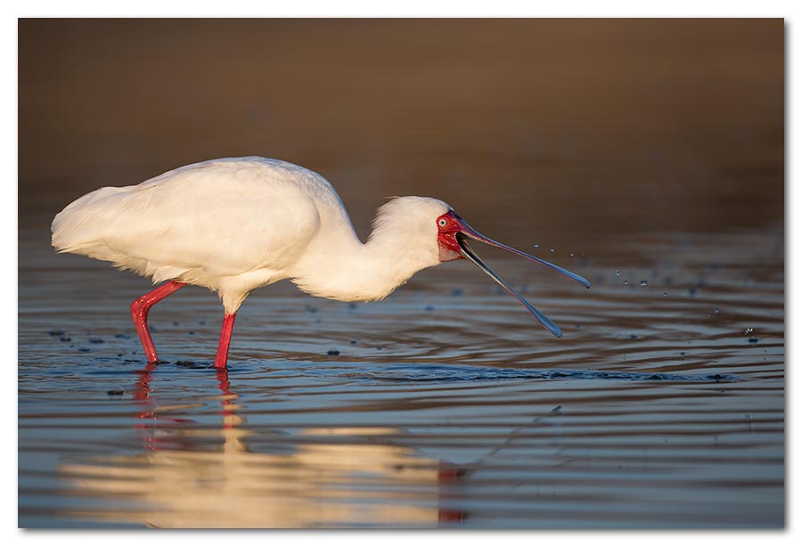 African-Spoonbill2