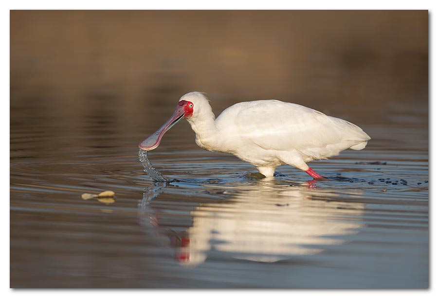 African-Spoonbill3