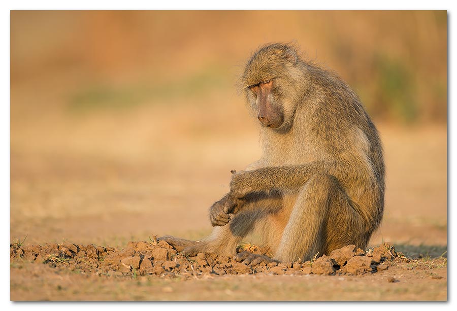 Baboon-Rooting