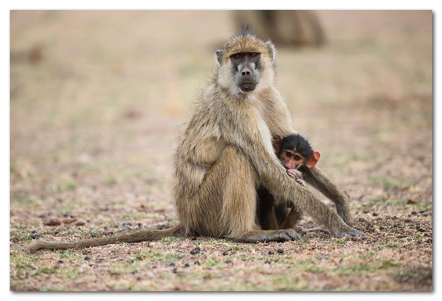 Baboon-and-Baby