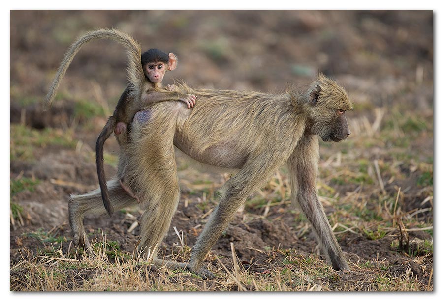 Baby-Baboon-Hitches-a-Ride