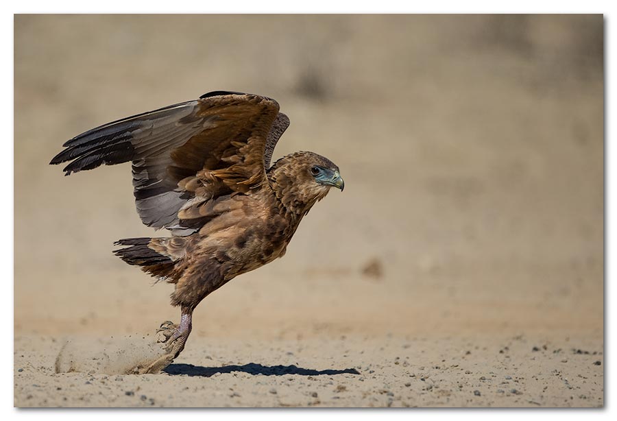 Bateleur-Juv