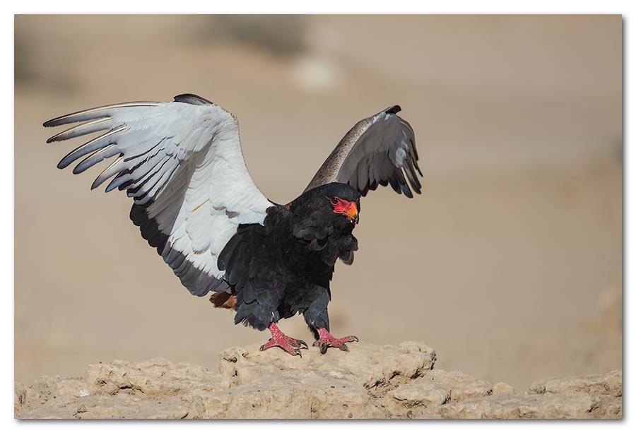 Bateleur