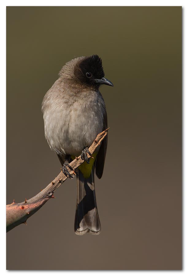 Black-Capped-Bulbul