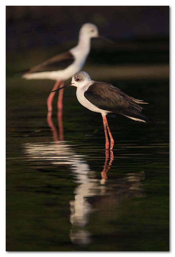 Black-Winged-Stilt