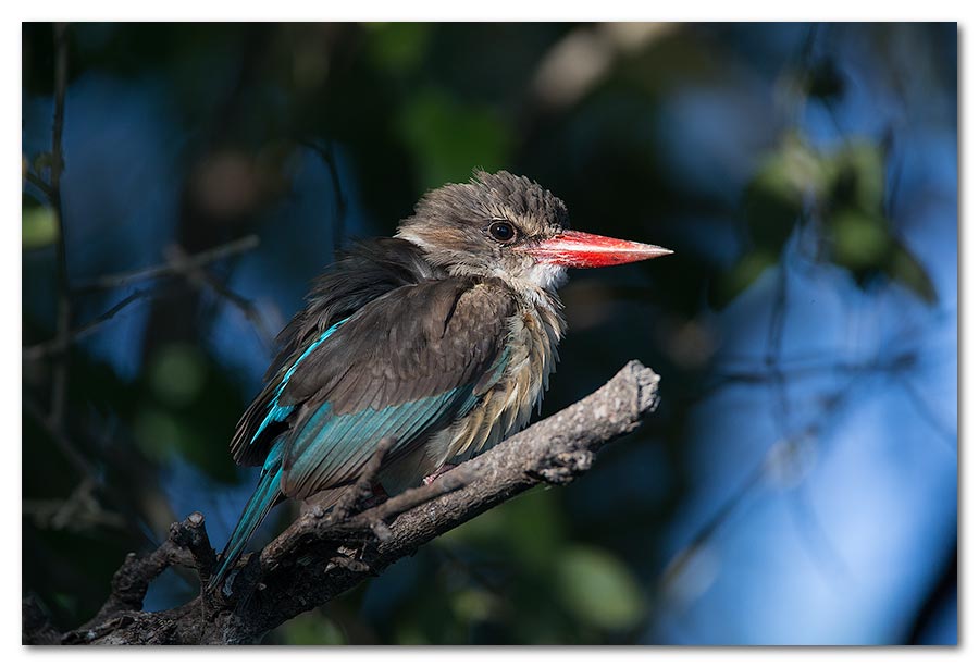 Brown-Hooded-Kingfisher