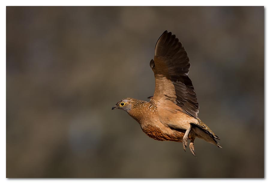 Burchells-Sandgrouse