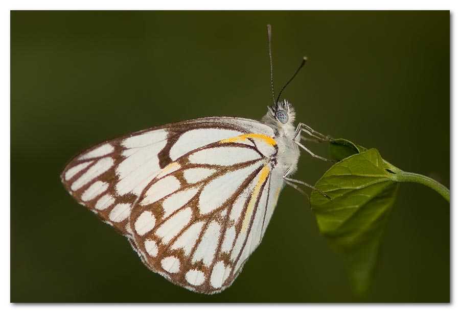 Butterfly-On-Leaf