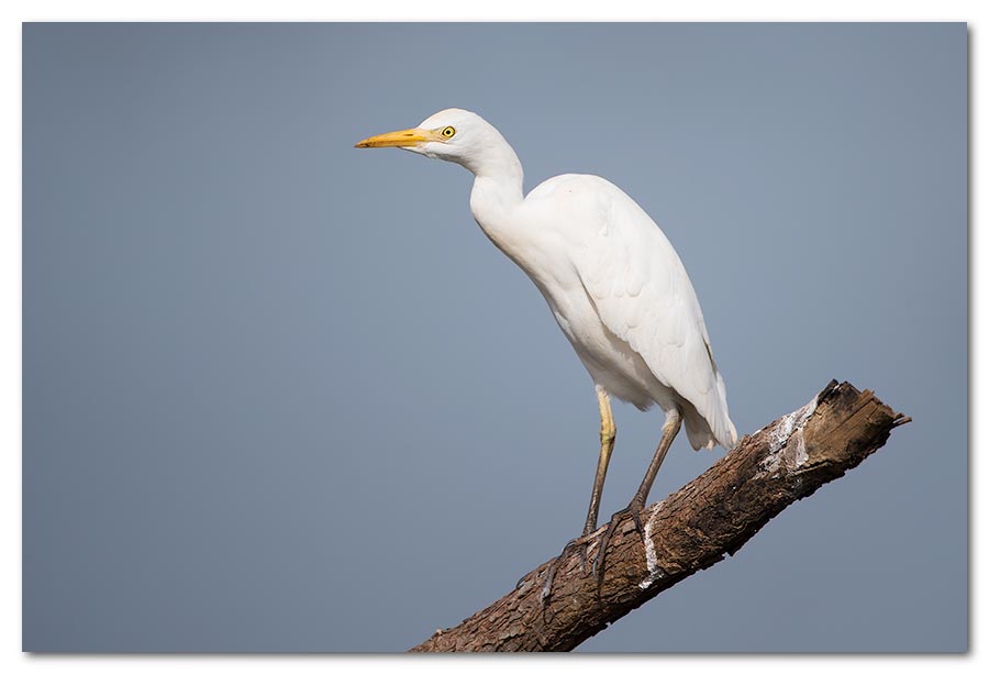 Cattle-Egret2