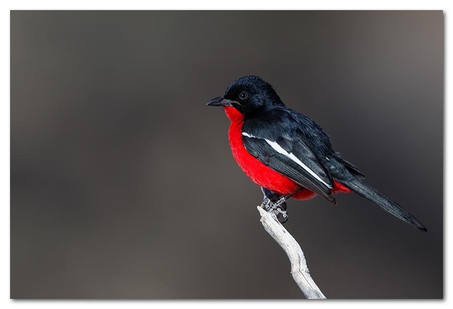 Crimson-breasted-Shrike