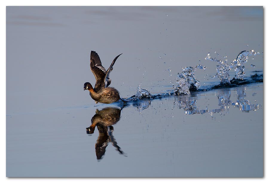 Dab-Chick